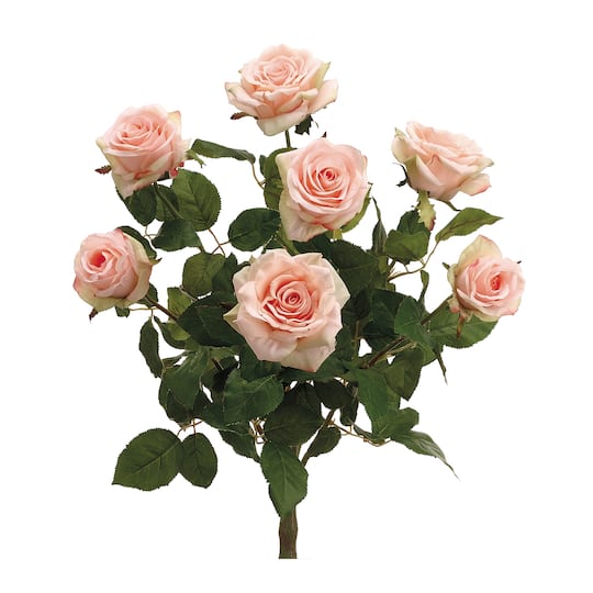 Peach & Cream Confetti Rose Bush